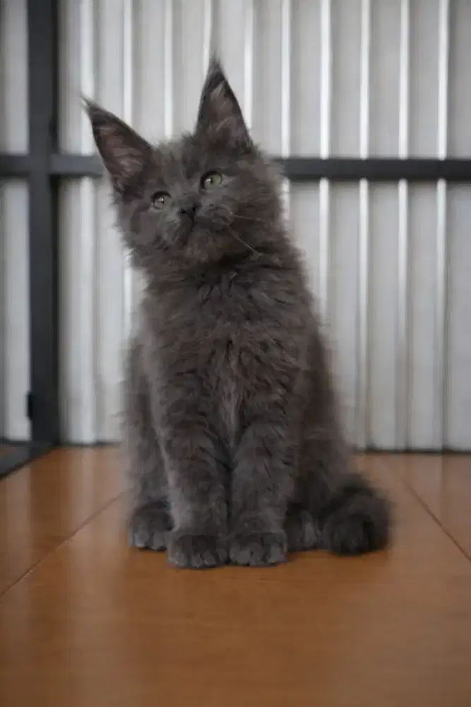 Mainecoon betina ped/noned