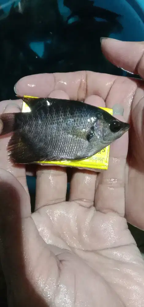 Gurame souang. Super