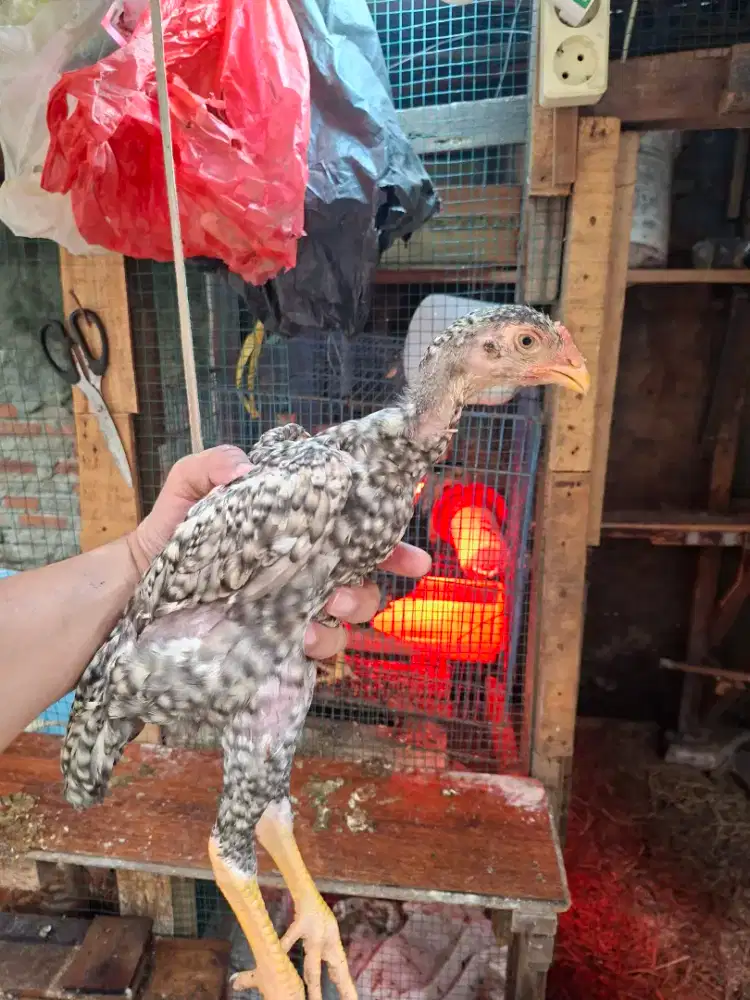 Anakan ayam shamo line zuchter