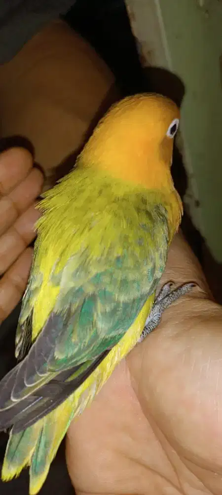 Biola Aqua B1 euwing dark blue