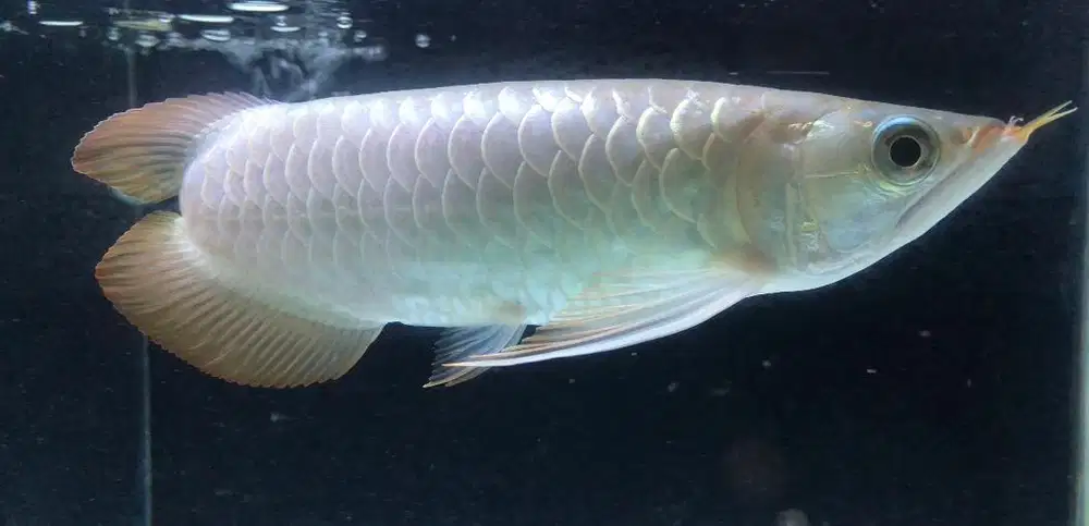 Ikan Arwana Super Red Uniqe