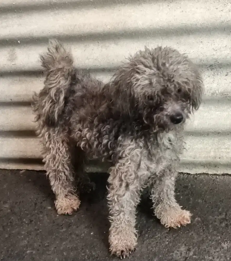 Poodle light silver betina