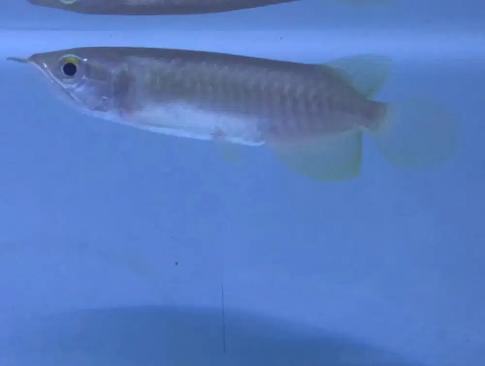 Ikan Arwana Green Pino