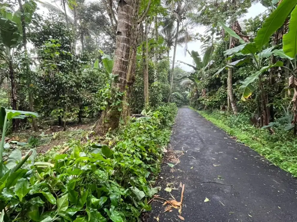 Dijual Murah Tanah Kebun Manggis Pinggir Jalan di Wanayasa Purwakarta