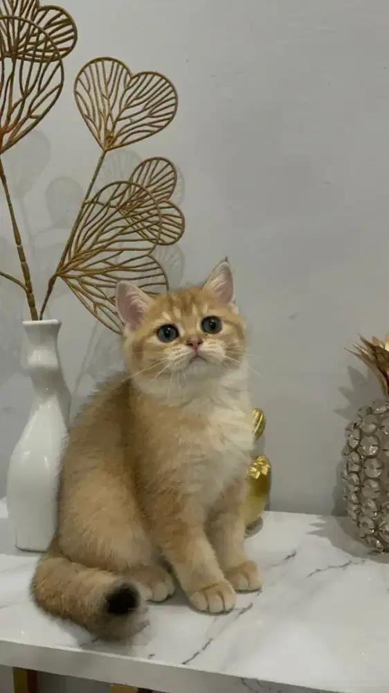 Bsh golden / british shorthair golden / Britishshorthair / BSH emas