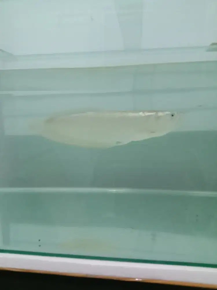 Jual arwana silver UK. 45 cm up