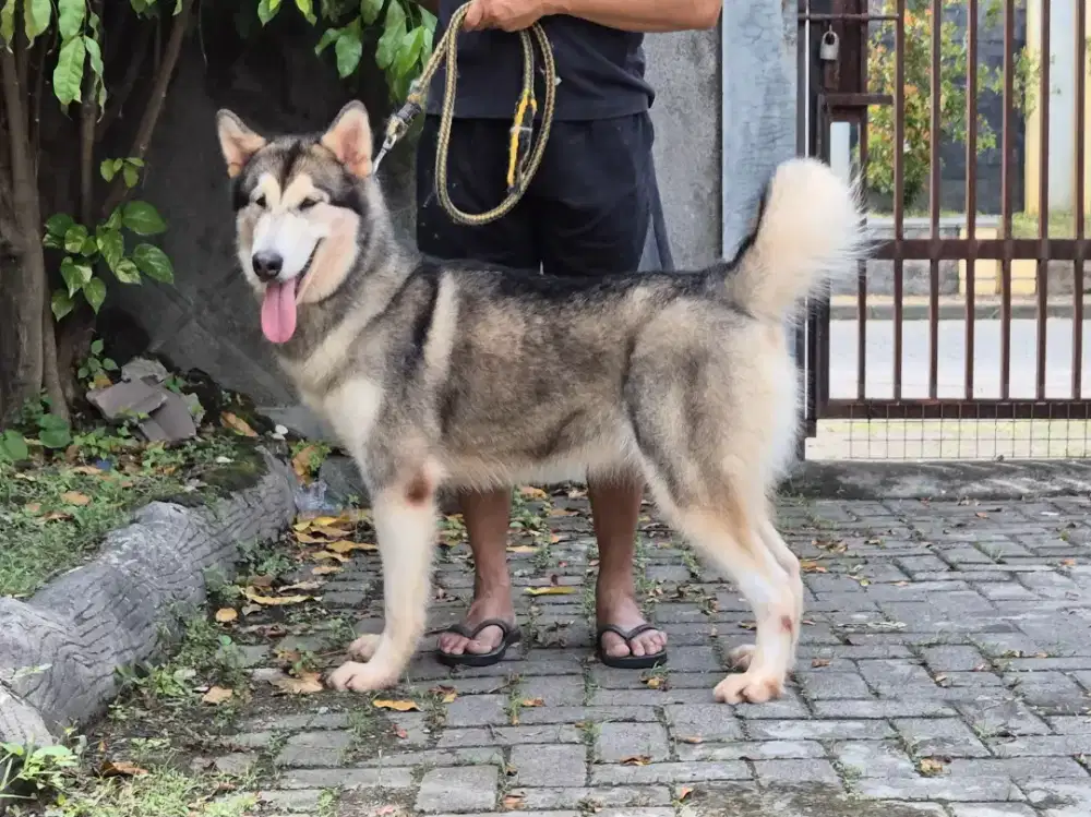 Jl. Alaska malamute betina