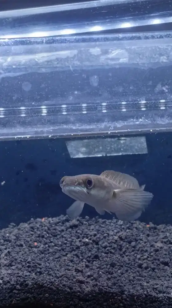 Chana maru ukuran 7-8 cm