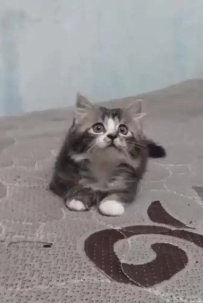 Kitten persia longhair