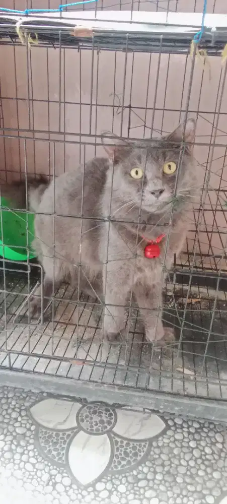 kucing abu abu hitam