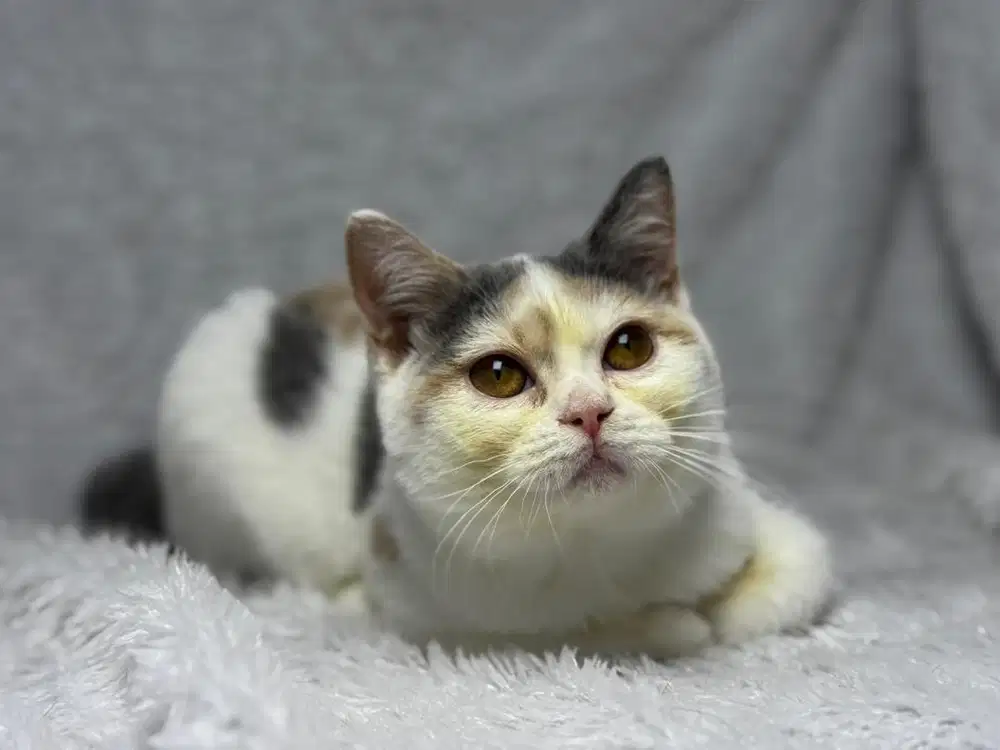 Kucing BSH Blue Betina WCF