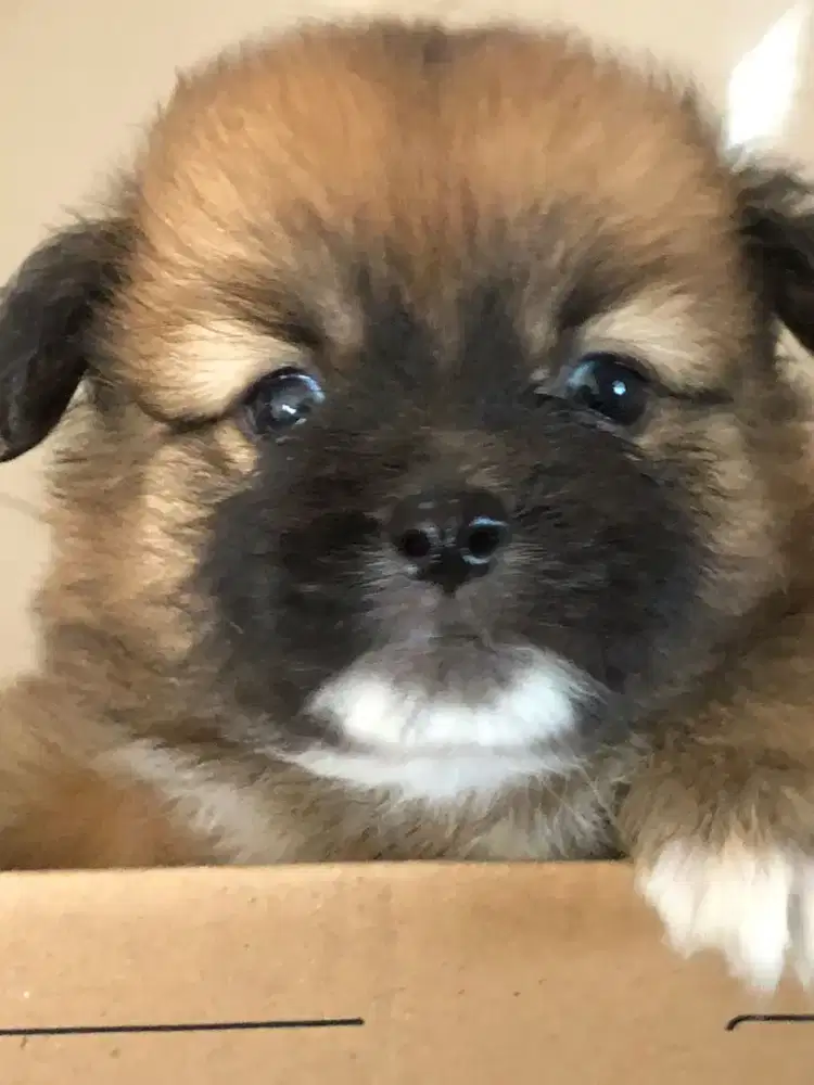 tiga anak anjing bagel pom