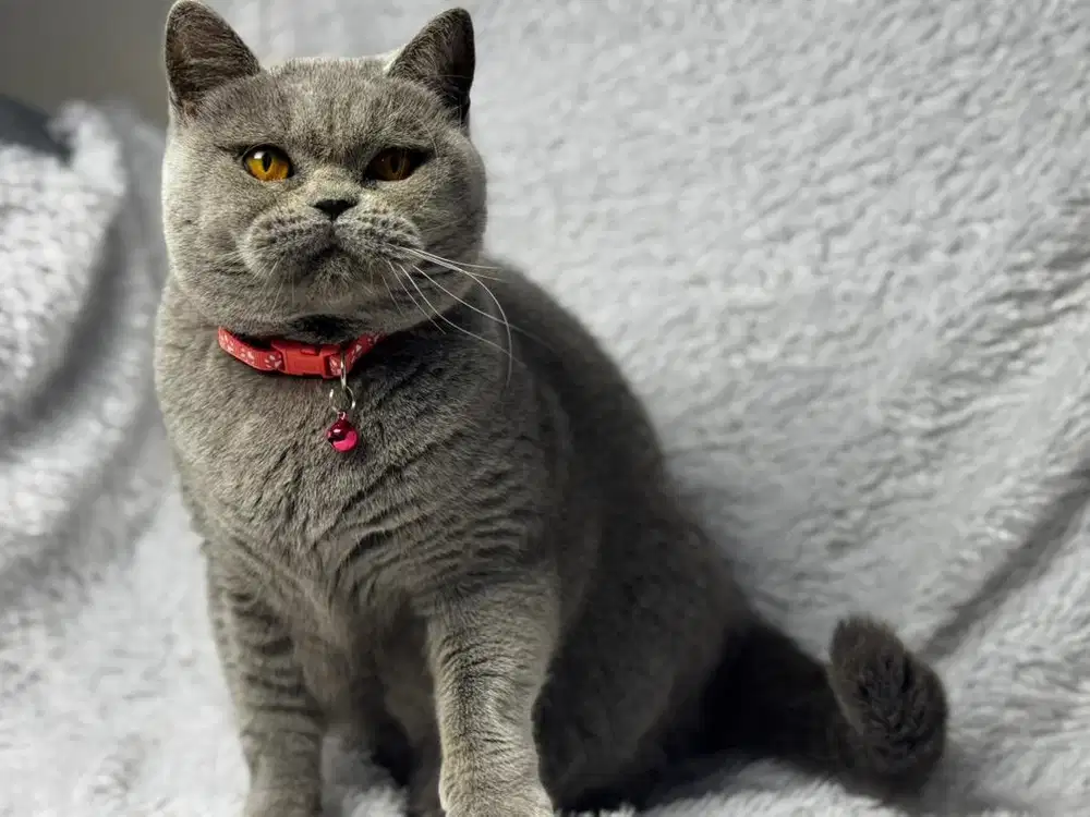 Kucing Betina Ped CFA