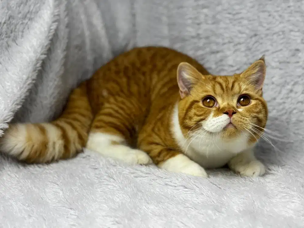 Kucing BSH Ped WCF Jantan Bicolour Red