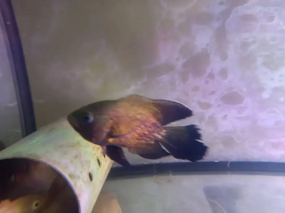 Ikan hias oscar paris slayer size 4 jari