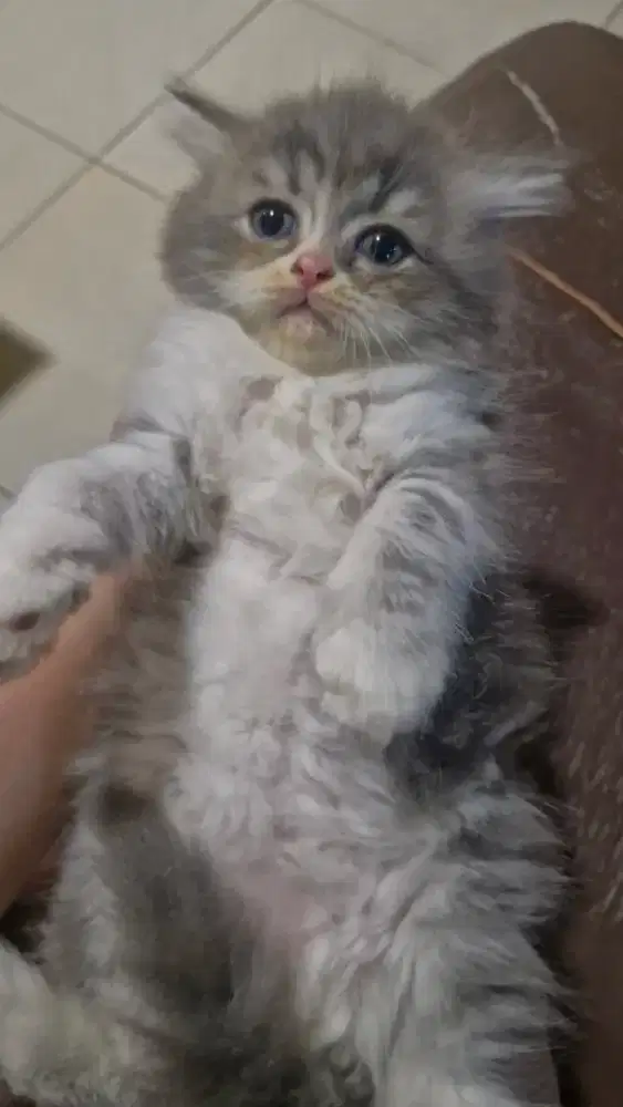 OPEN ADOPT ANAK KUCING