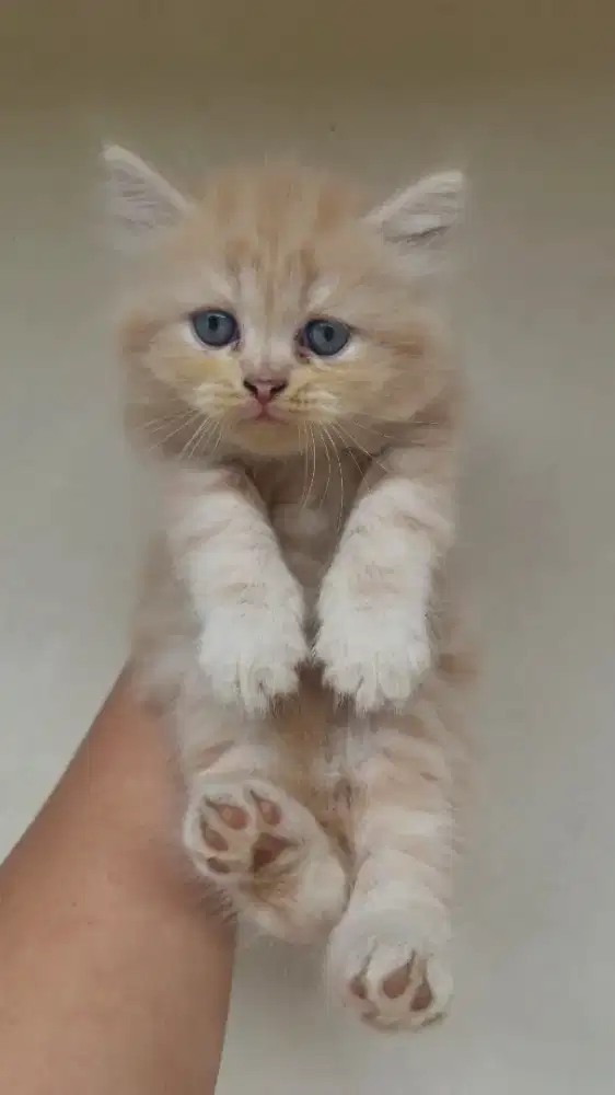 OPEN ADOPT ANAK KUCING