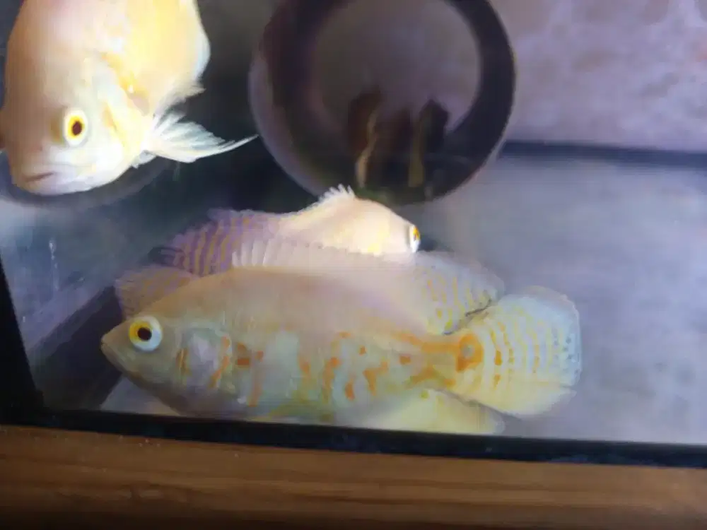 Ikan hias albino tiger atau batik.size kurleb 3 jari