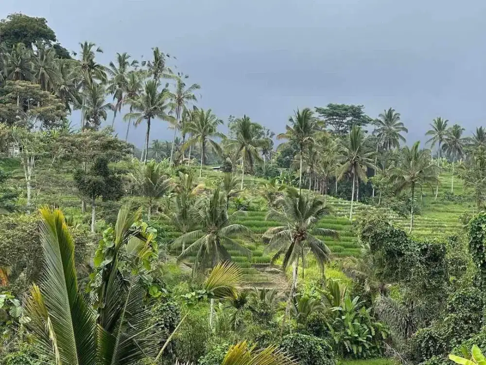kontrakan tanah penebel dekat jatiluwih