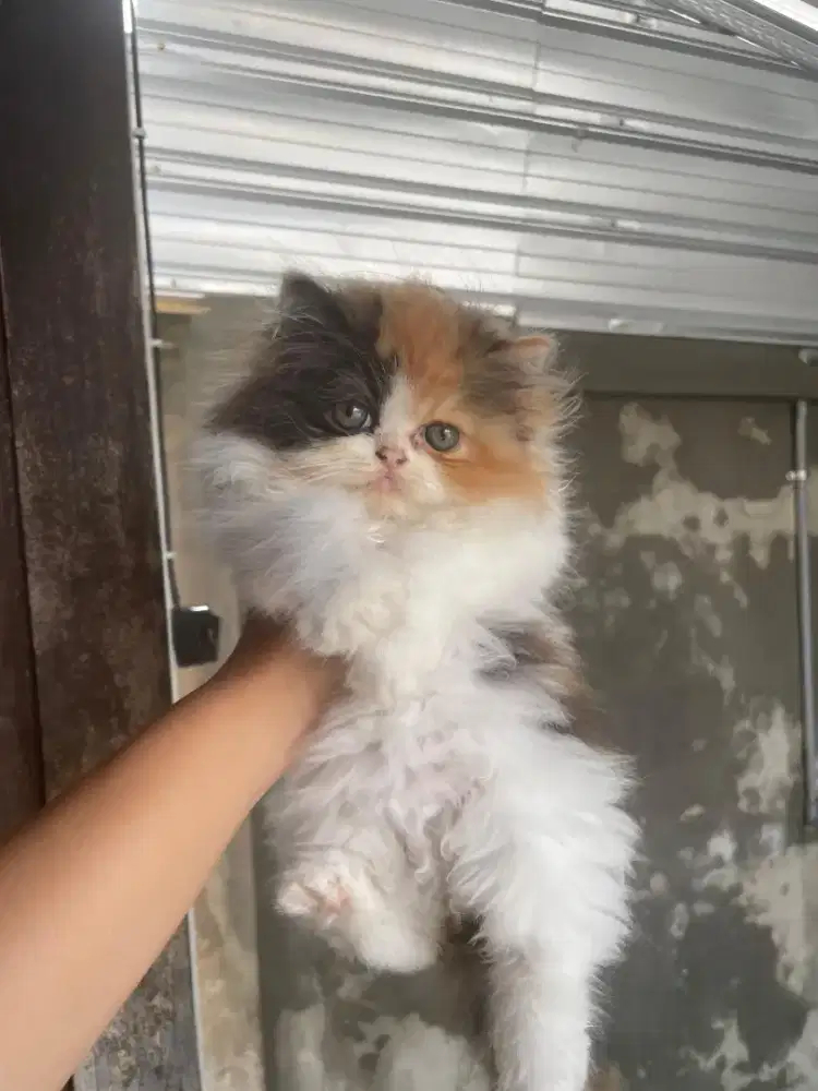 Persia Flat Good anatomi