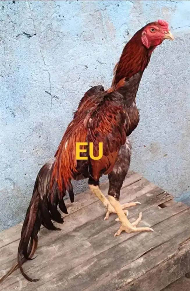 Ayam Bangkok OBRAL Edisi SHAMO JEPANG PETARUNG