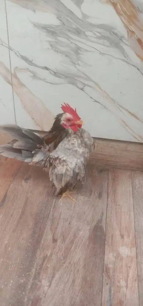 Ayam Serama Warna Antik Jual Murah