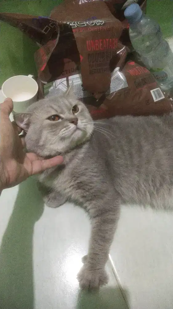 Jasa pacak BSH tabby