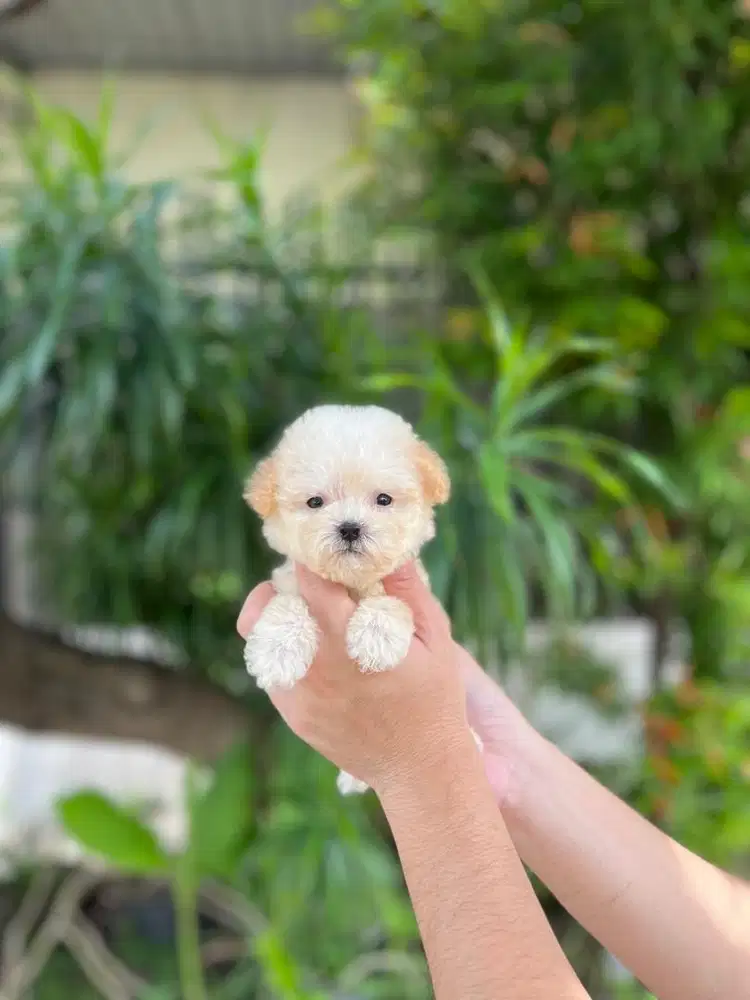Teacup maltipoo betina istimewa