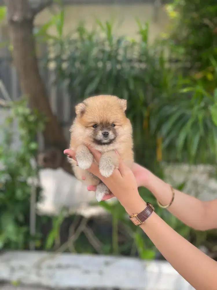Supermini pom betina cakep