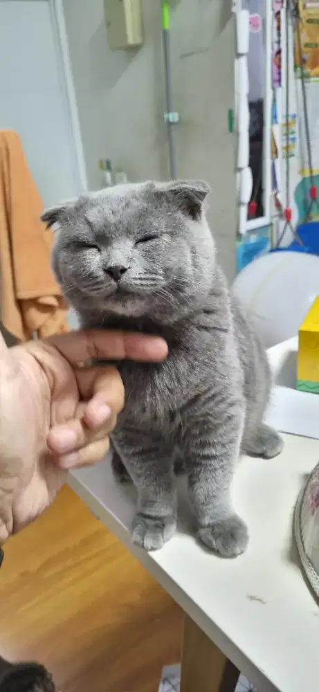 Brittish Short Hair (BSH) Blue Solid Scottish Fold Jantan