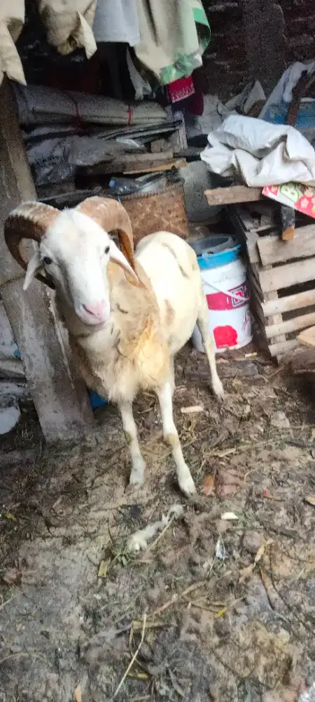 Dombaa ekah ok ingueun ok