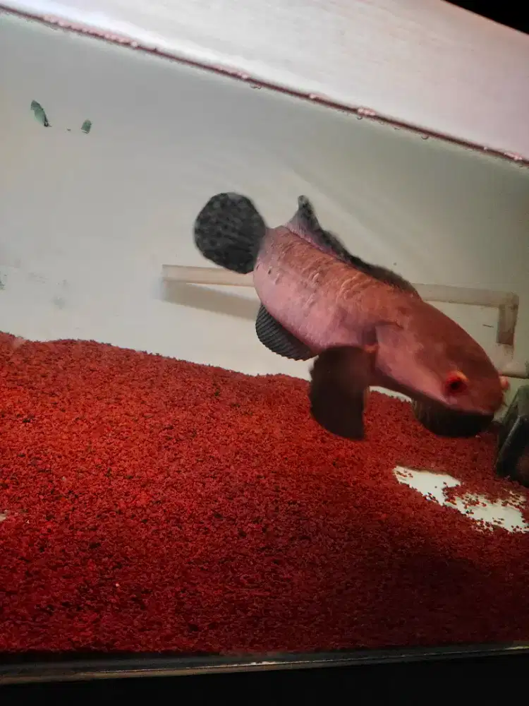 Channa maru Red Barito ±35cm