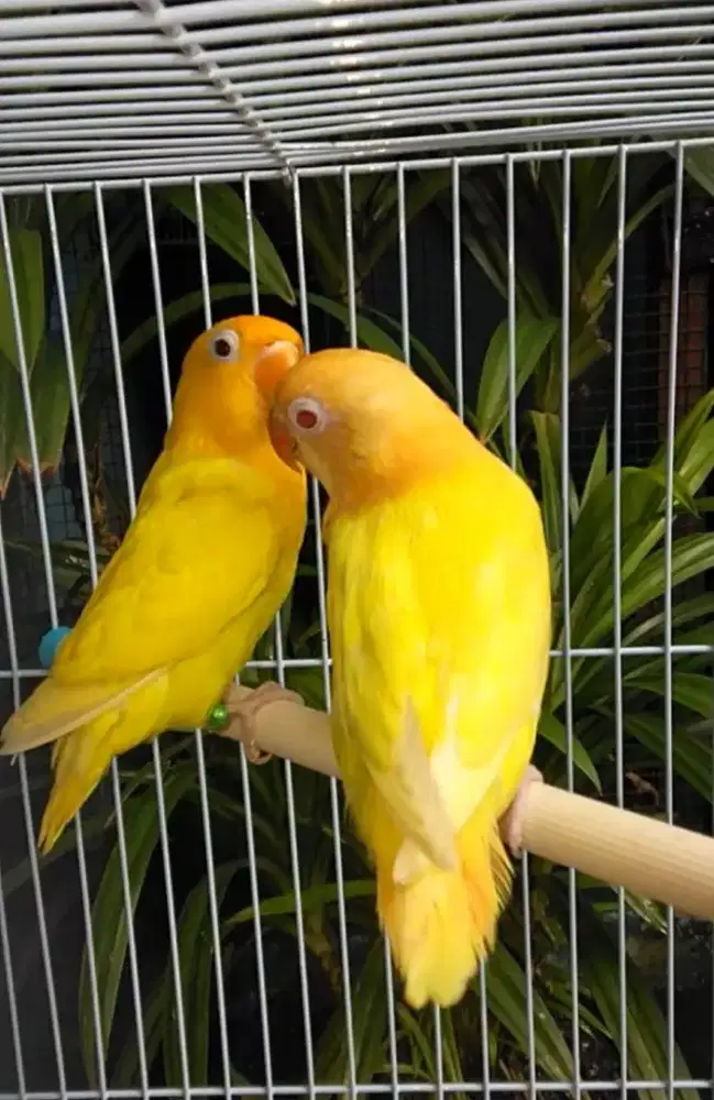 Burung Lovebird