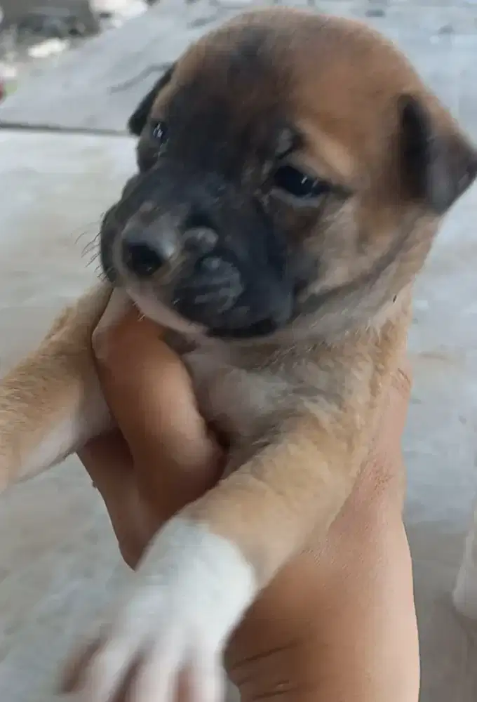 anak anjing umur 1 stgh bulan, betina