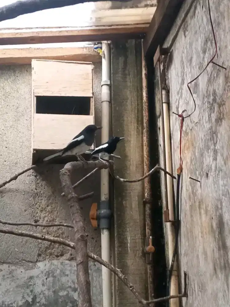 Kacer jawa barat sepasang produksian