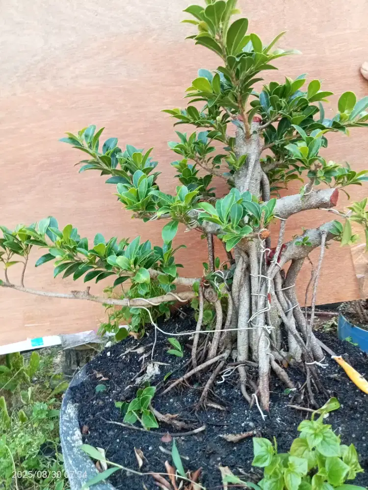 Bonsai Beringin Elegan