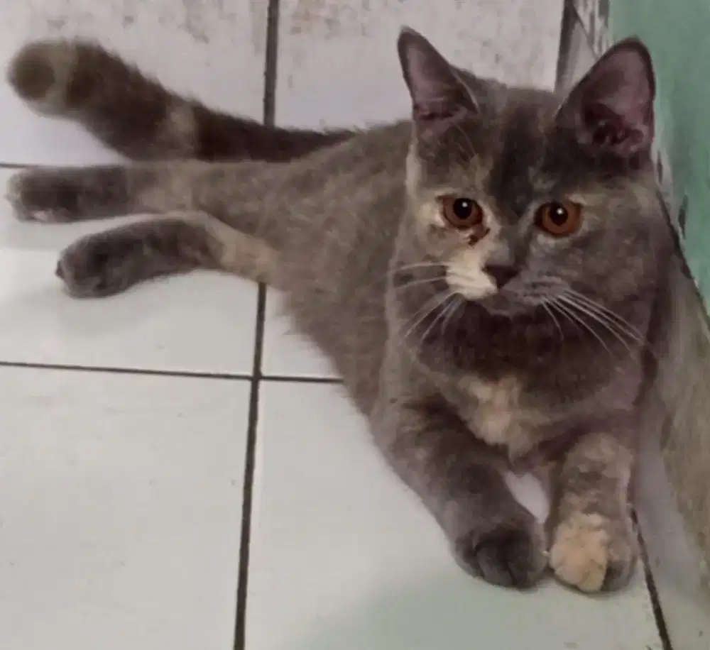 Open adopt kucing BSH British Shorthair betina 6 bulan