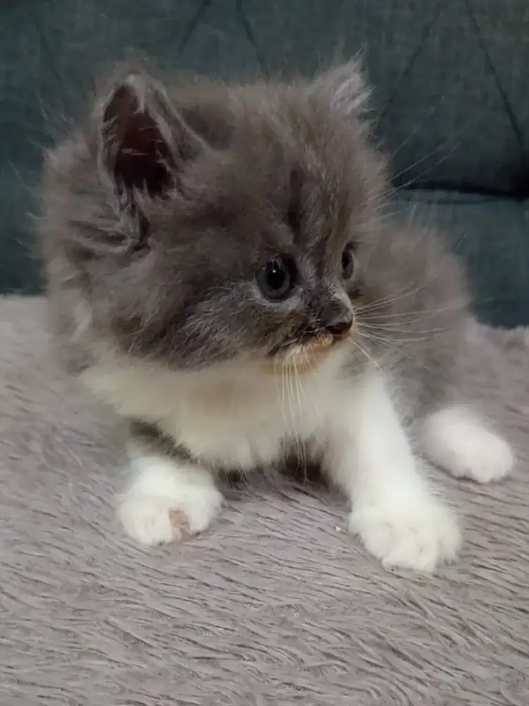 Open adopt kucing kitten BSH long hair betina 2 bulan