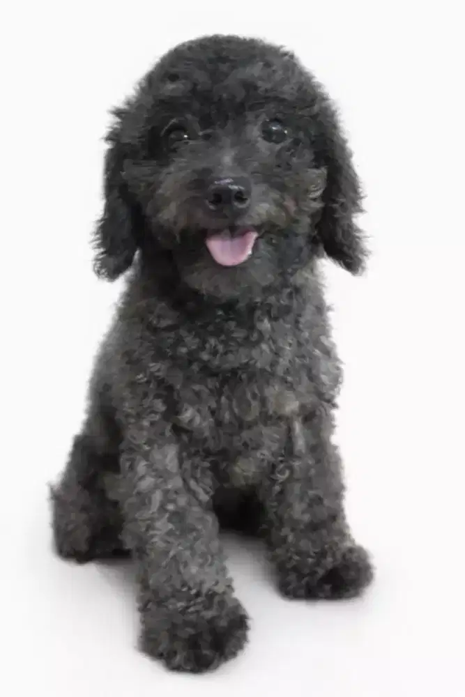Anjing Poodle Dark Silver _Jantan