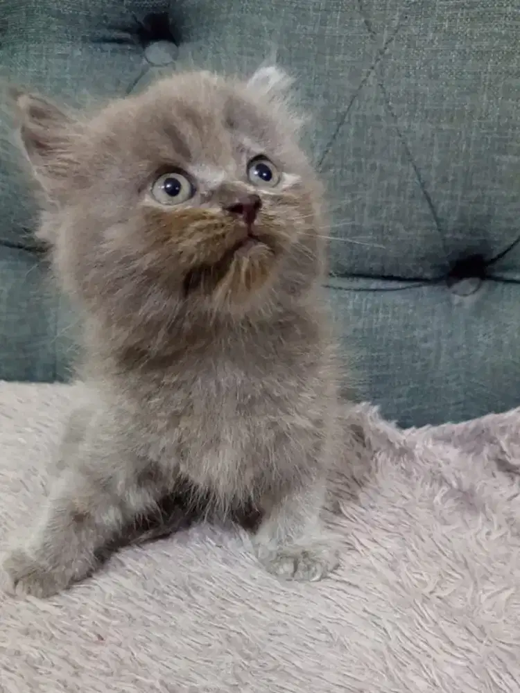 Open adopt kucing kitten BSH longhair jantan 2 bulan