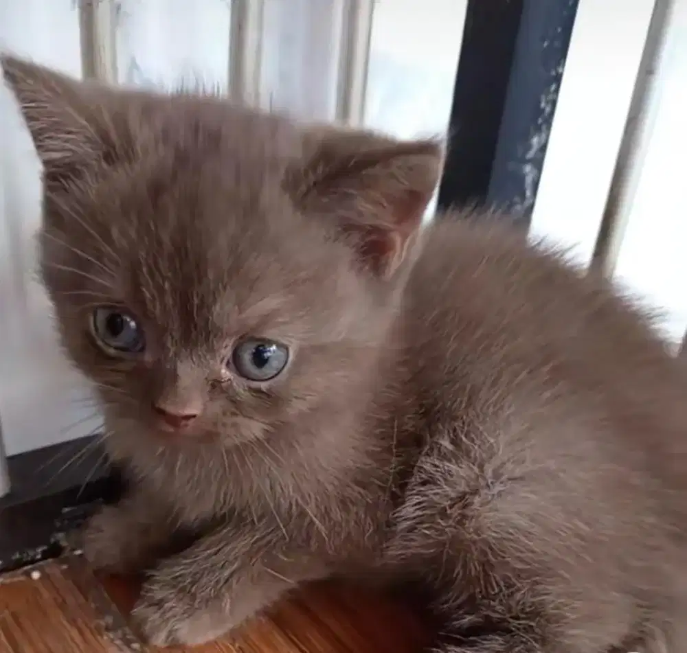 Open adopt kucing kitten BSH Britiah shorthair cinamon betina 3 bulan