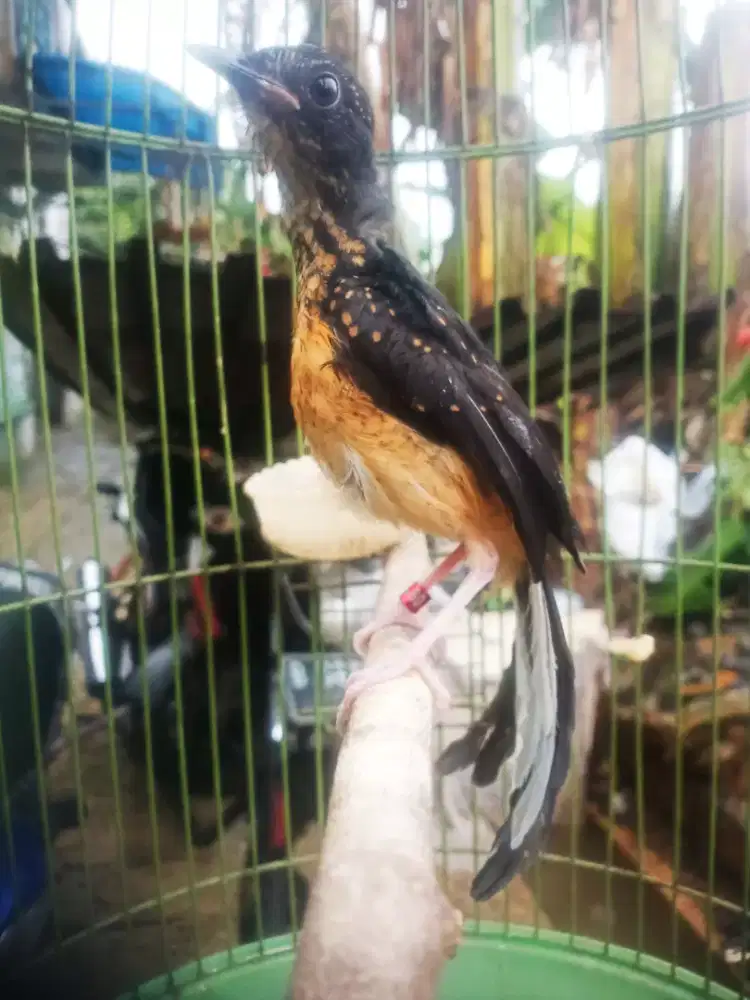 Anakna jantan ekor klewer