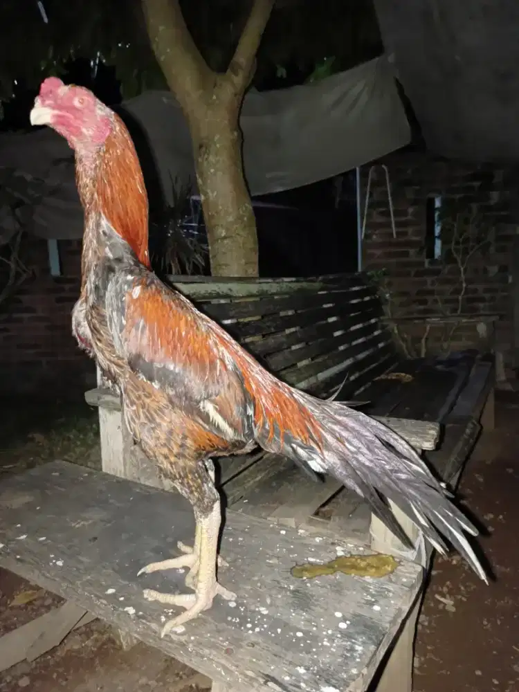 Ayam ekor lidi ekor kaku