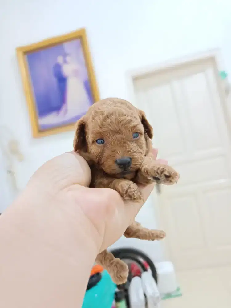 Tiny poodle, (anak anjing/ puppies)