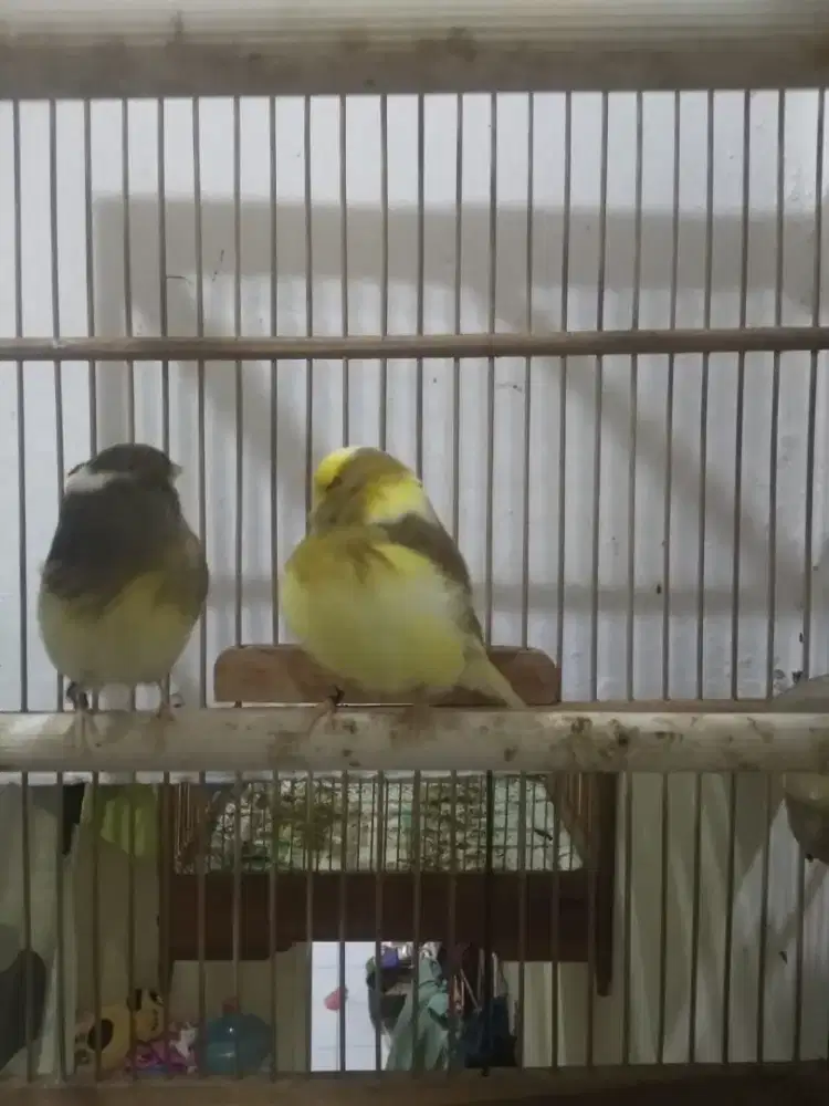 Kenari gloster consort foi 25 betina buang telur