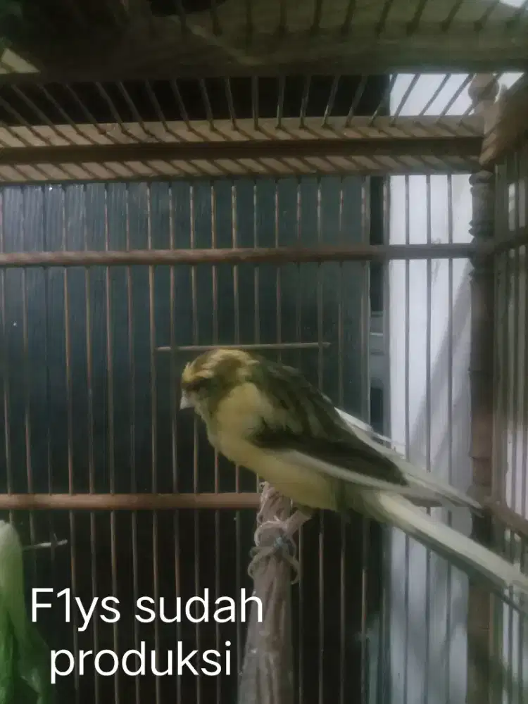 Kenari betina F1 Ys sudah pernah prodkusi