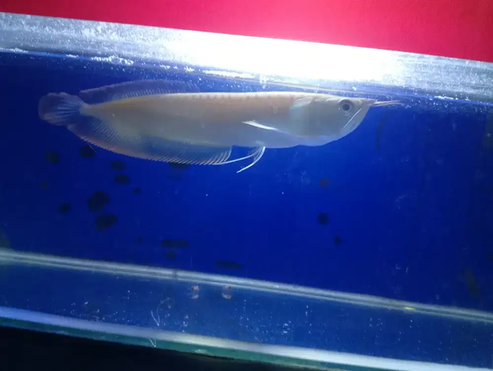 Arwana plus aquarium