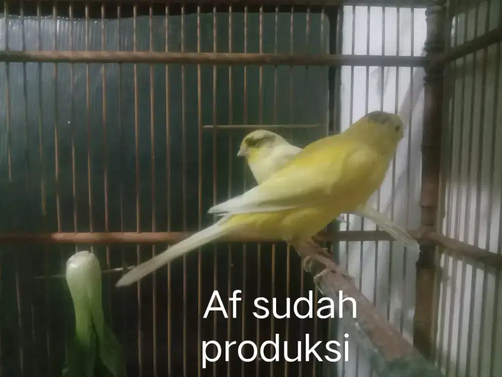 Kenari af sudah pernah produksi