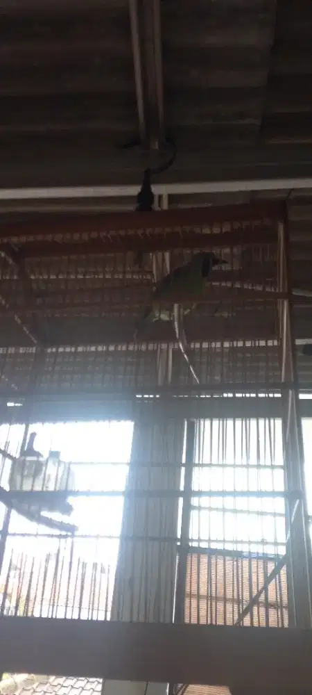 CI yang butuh pelapis