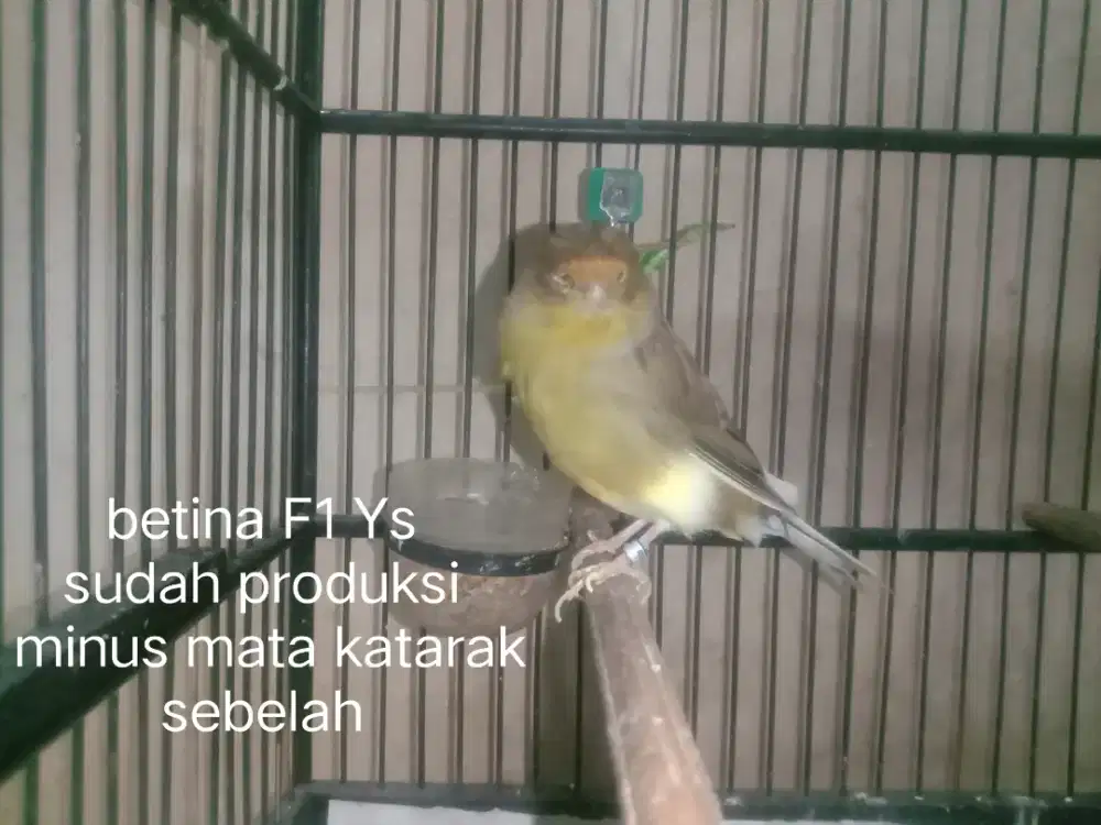Kenari betina F1 Ys pernah prodkusi ( minus)